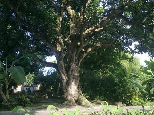 Làng vườn Bách Thuận